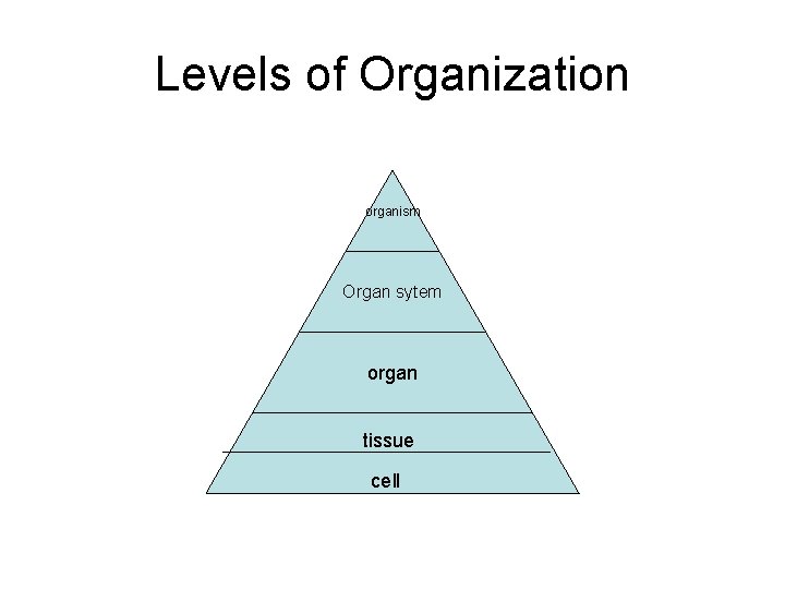 Levels of Organization organism Organ sytem organ tissue cell 