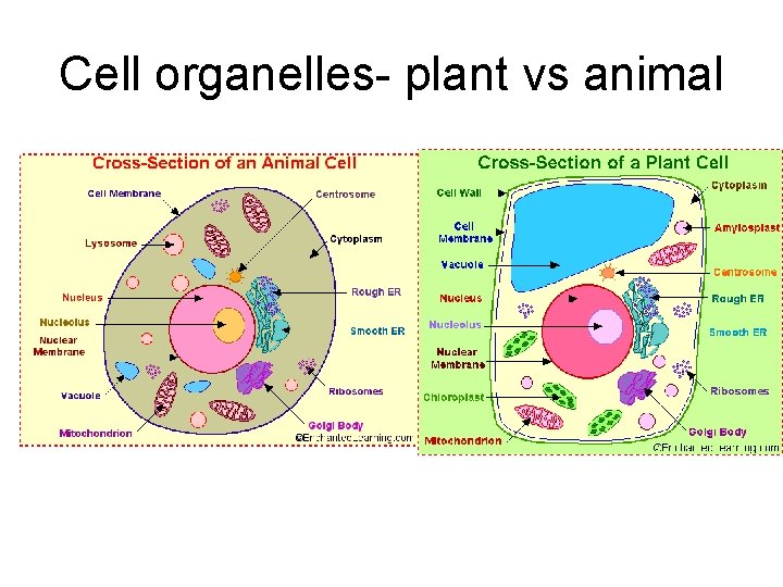 Cell organelles- plant vs animal 