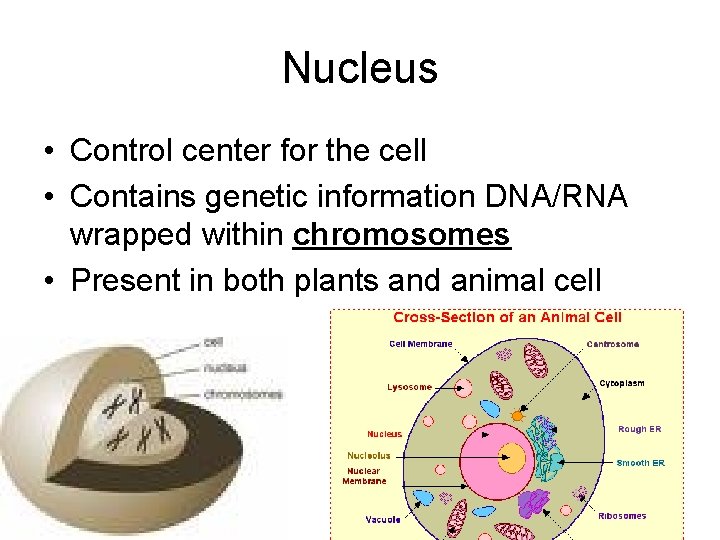 Nucleus • Control center for the cell • Contains genetic information DNA/RNA wrapped within