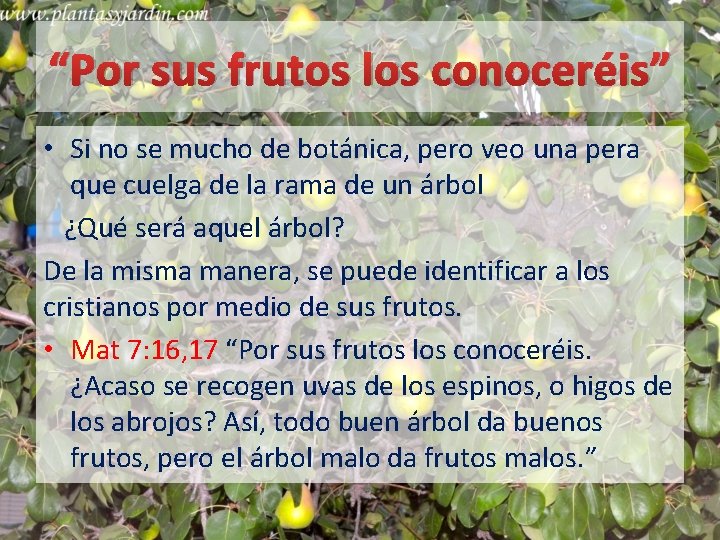 “Por sus frutos los conoceréis” • Si no se mucho de botánica, pero veo