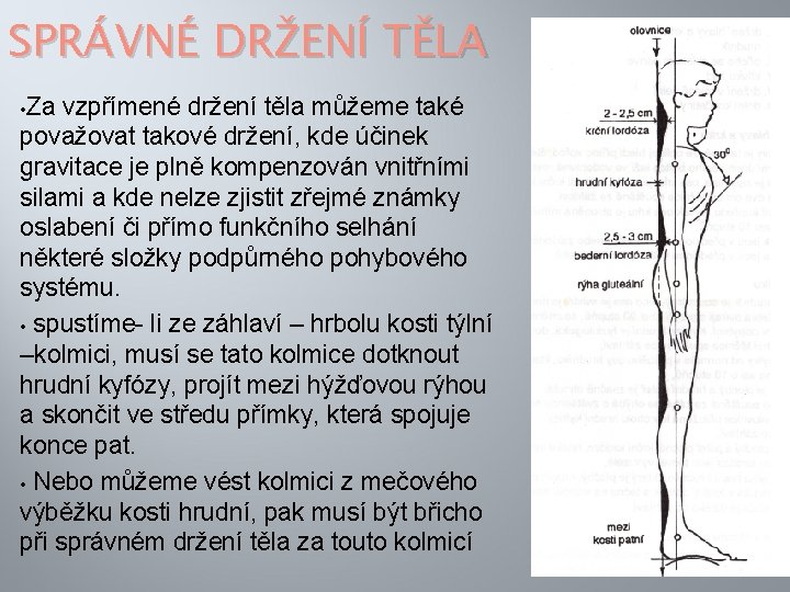 SPRÁVNÉ DRŽENÍ TĚLA • Za vzpřímené držení těla můžeme také považovat takové držení, kde