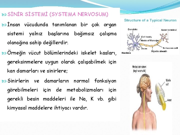  SİNİR SİSTEMİ (SYSTEMA NERVOSUM) İnsan vücudunda tanımlanan bir çok organ sistemi yalnız başlarına