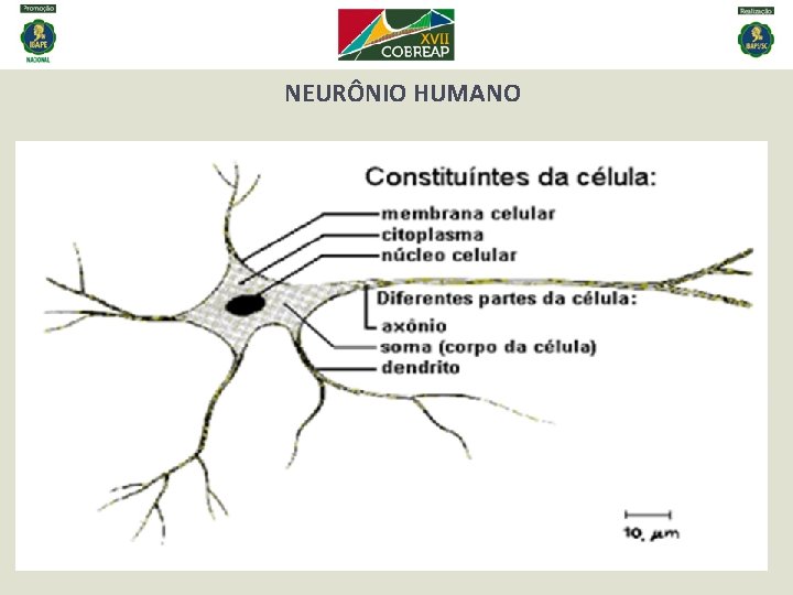 NEURÔNIO HUMANO . 