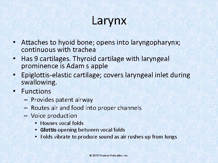 Larynx • Attaches to hyoid bone; opens into laryngopharynx; continuous with trachea • Has