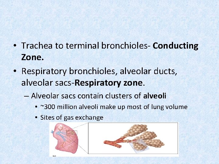 • Trachea to terminal bronchioles- Conducting Zone. • Respiratory bronchioles, alveolar ducts, alveolar
