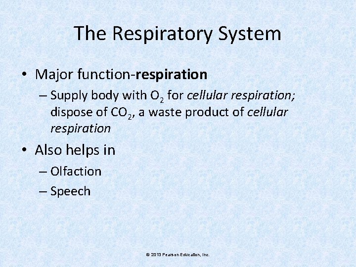 The Respiratory System • Major function-respiration – Supply body with O 2 for cellular