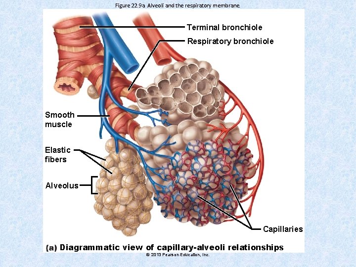 Figure 22. 9 a Alveoli and the respiratory membrane. Terminal bronchiole Respiratory bronchiole Smooth