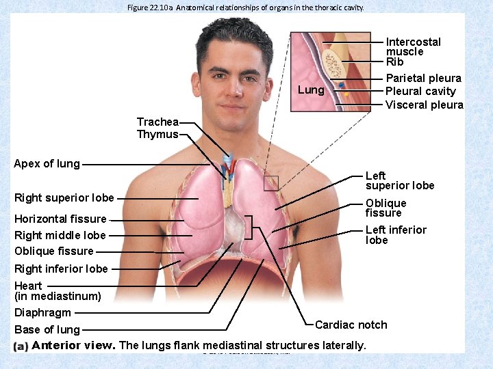 Figure 22. 10 a Anatomical relationships of organs in the thoracic cavity. Intercostal muscle