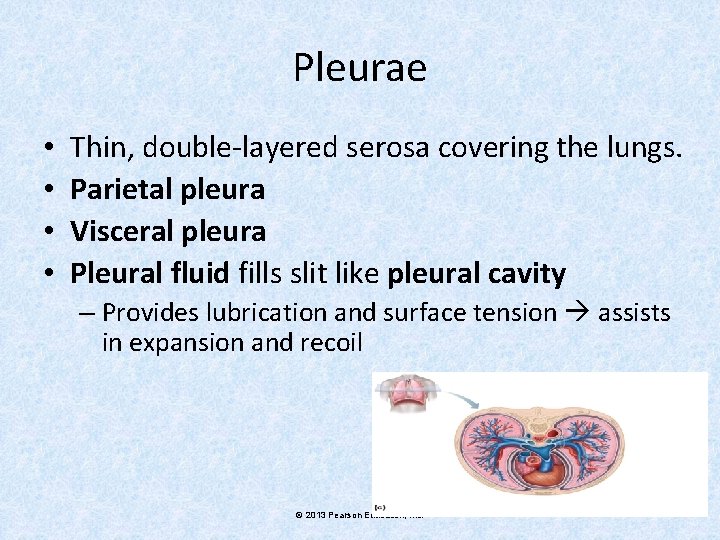 Pleurae • • Thin, double-layered serosa covering the lungs. Parietal pleura Visceral pleura Pleural