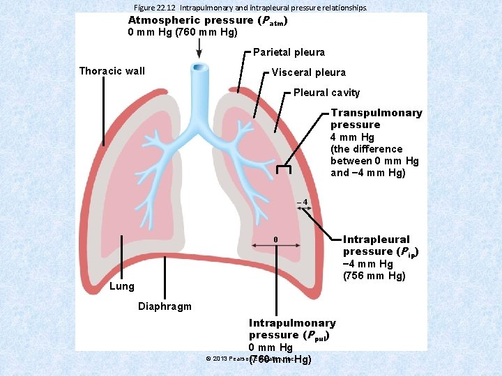 Figure 22. 12 Intrapulmonary and intrapleural pressure relationships. Atmospheric pressure (Patm) 0 mm Hg