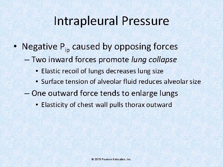 Intrapleural Pressure • Negative Pip caused by opposing forces – Two inward forces promote