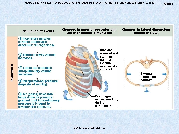 Figure 22. 13 Changes in thoracic volume and sequence of events during inspiration and