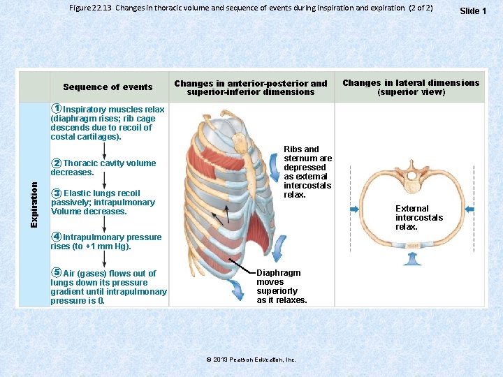Figure 22. 13 Changes in thoracic volume and sequence of events during inspiration and