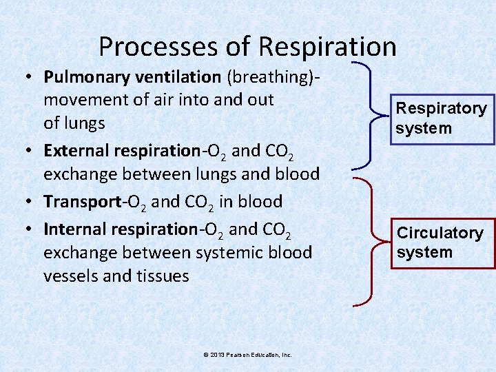 Processes of Respiration • Pulmonary ventilation (breathing)movement of air into and out of lungs