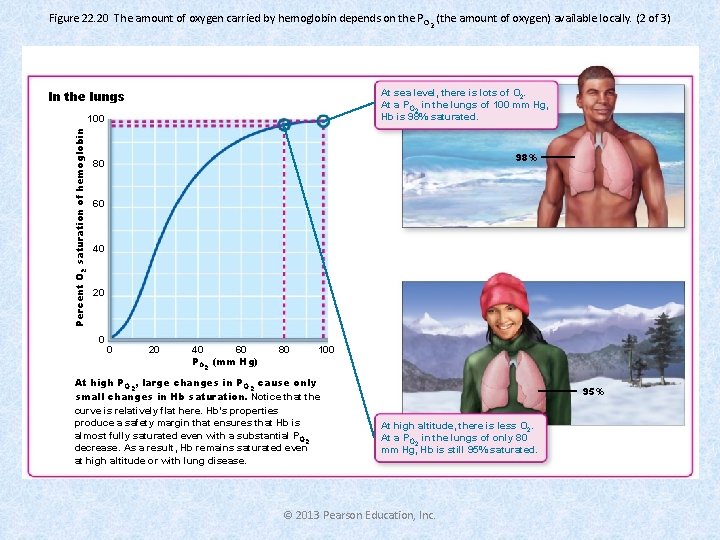 Figure 22. 20 The amount of oxygen carried by hemoglobin depends on the P