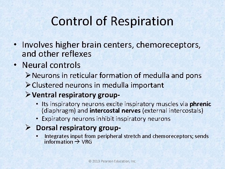 Control of Respiration • Involves higher brain centers, chemoreceptors, and other reflexes • Neural