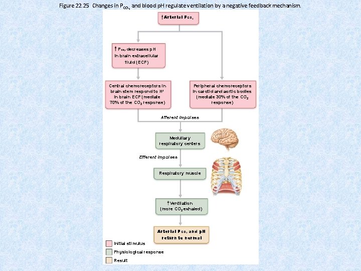 Figure 22. 25 Changes in PCO 2 and blood p. H regulate ventilation by