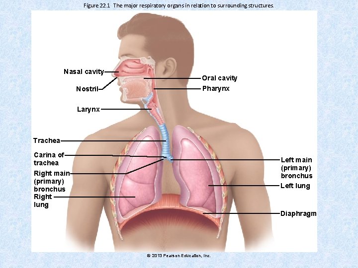 Figure 22. 1 The major respiratory organs in relation to surrounding structures. Nasal cavity