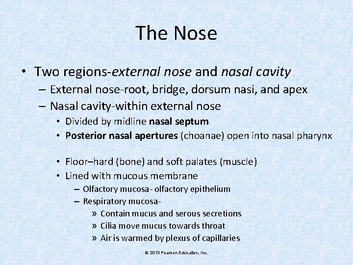 The Nose • Two regions-external nose and nasal cavity – External nose-root, bridge, dorsum