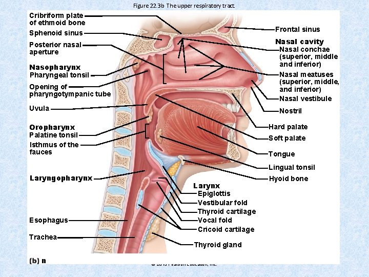 Figure 22. 3 b The upper respiratory tract. Cribriform plate of ethmoid bone Sphenoid