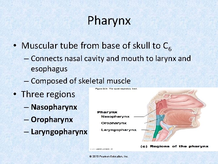 Pharynx • Muscular tube from base of skull to C 6 – Connects nasal