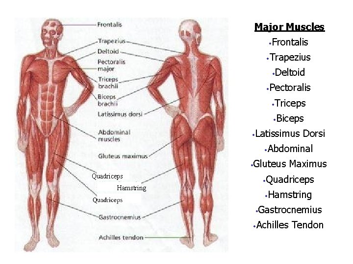 Major Muscles Frontalis • Trapezius • Deltoid • Pectoralis • Triceps • Biceps •