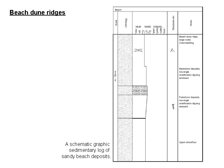 Beach dune ridges A schematic graphic sedimentary log of sandy beach deposits. 