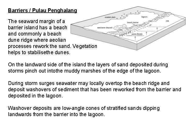 Barriers / Pulau Penghalang The seaward margin of a barrier island has a beach