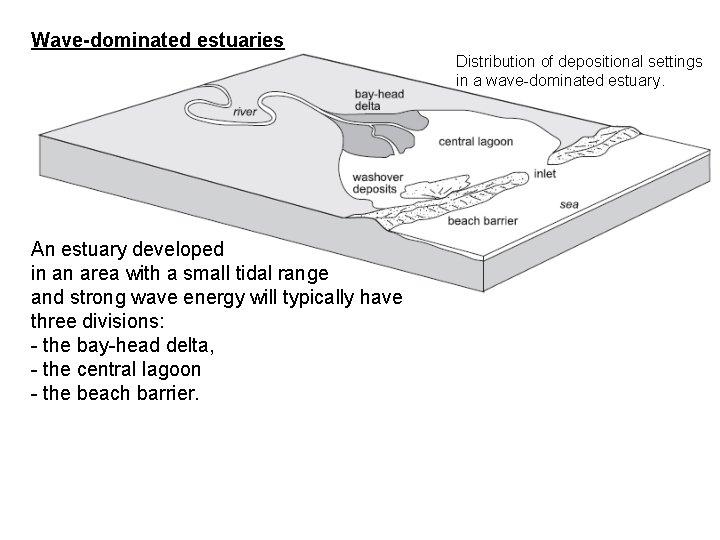 Wave-dominated estuaries Distribution of depositional settings in a wave-dominated estuary. An estuary developed in