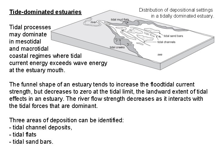 Tide-dominated estuaries Distribution of depositional settings in a tidally dominated estuary. Tidal processes may