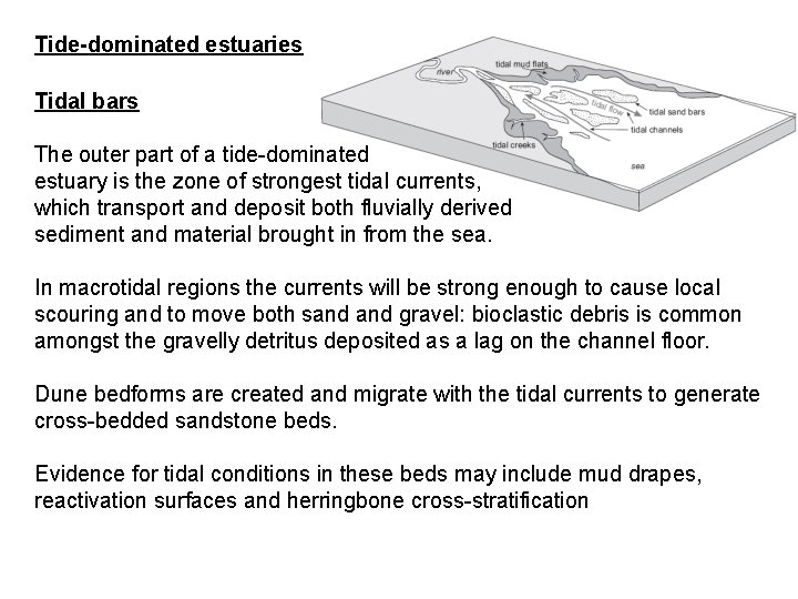 Tide-dominated estuaries Tidal bars The outer part of a tide-dominated estuary is the zone