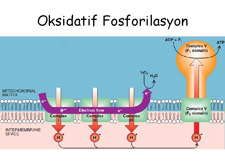 Oksidatif Fosforilasyon 