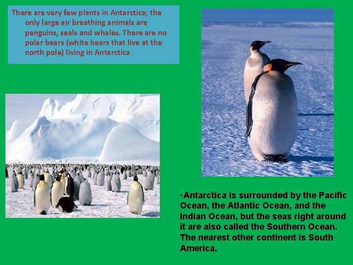 There are very few plants in Antarctica; the only large air breathing animals are