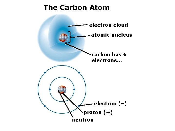 The Carbon Atom electron cloud atomic nucleus carbon has 6 electrons… electron (–) proton