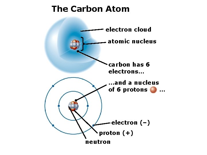 The Carbon Atom electron cloud atomic nucleus carbon has 6 electrons… …and a nucleus