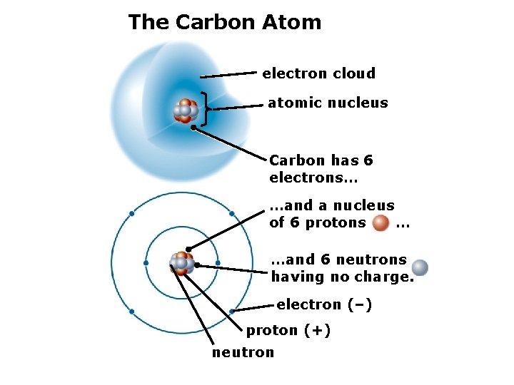 The Carbon Atom electron cloud atomic nucleus Carbon has 6 electrons… …and a nucleus