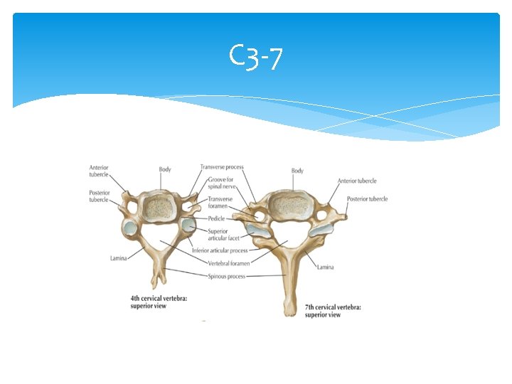 C 3 -7 