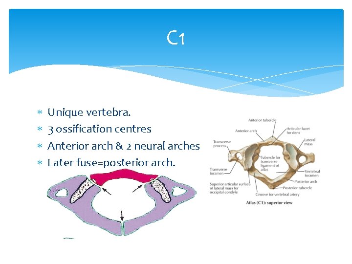 C 1 Unique vertebra. 3 ossification centres Anterior arch & 2 neural arches Later