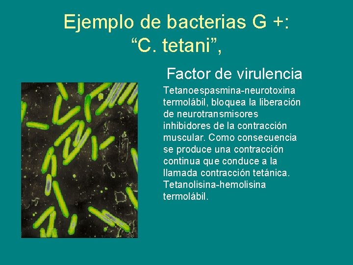 Ejemplo de bacterias G +: “C. tetani”, Factor de virulencia Tetanoespasmina-neurotoxina termolábil, bloquea la