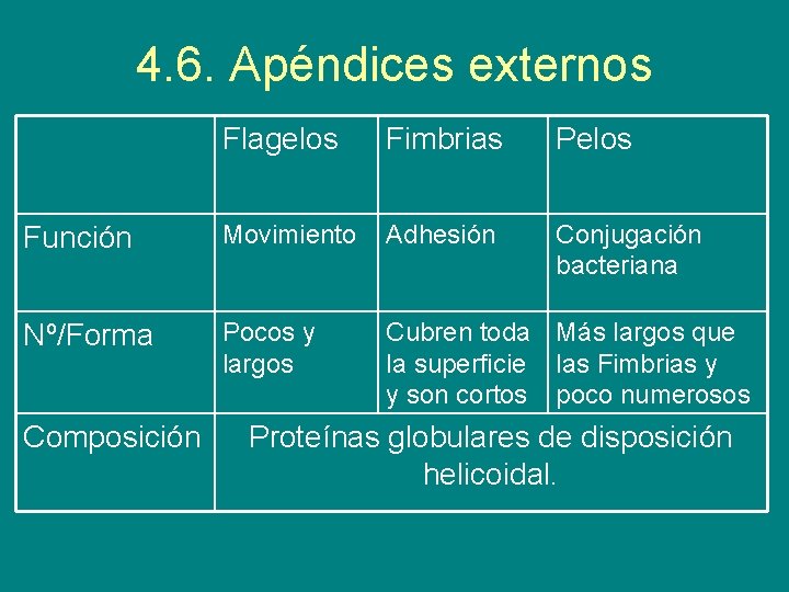 4. 6. Apéndices externos Flagelos Fimbrias Pelos Función Movimiento Adhesión Conjugación bacteriana Nº/Forma Pocos