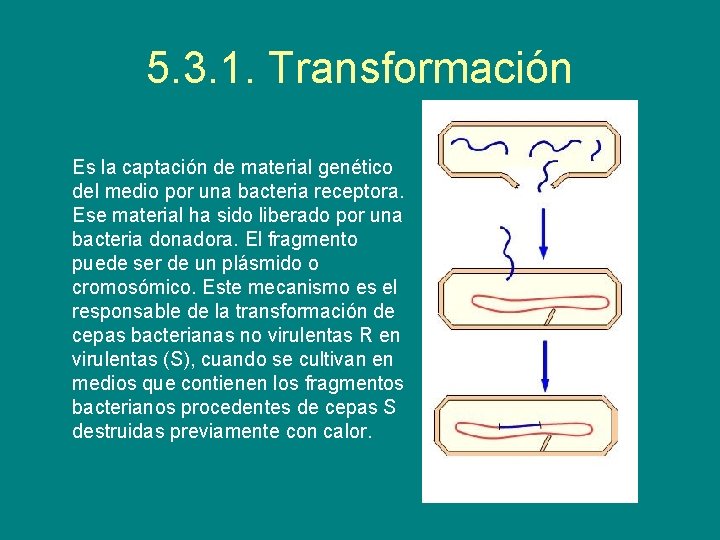 5. 3. 1. Transformación Es la captación de material genético del medio por una