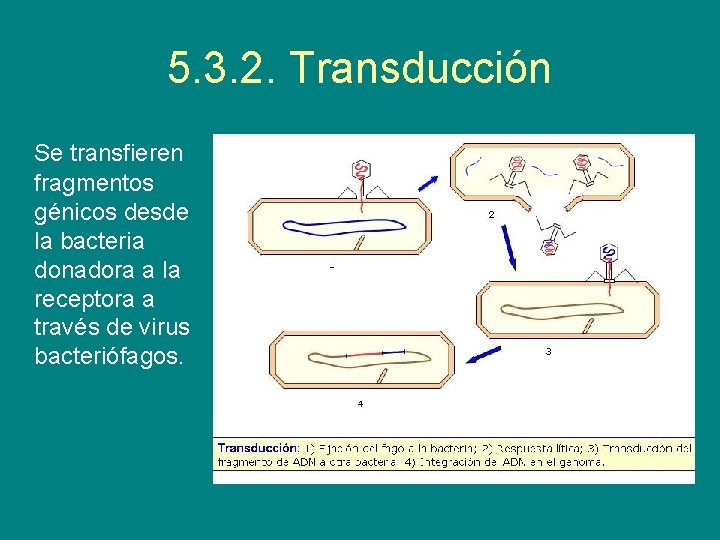 5. 3. 2. Transducción Se transfieren fragmentos génicos desde la bacteria donadora a la