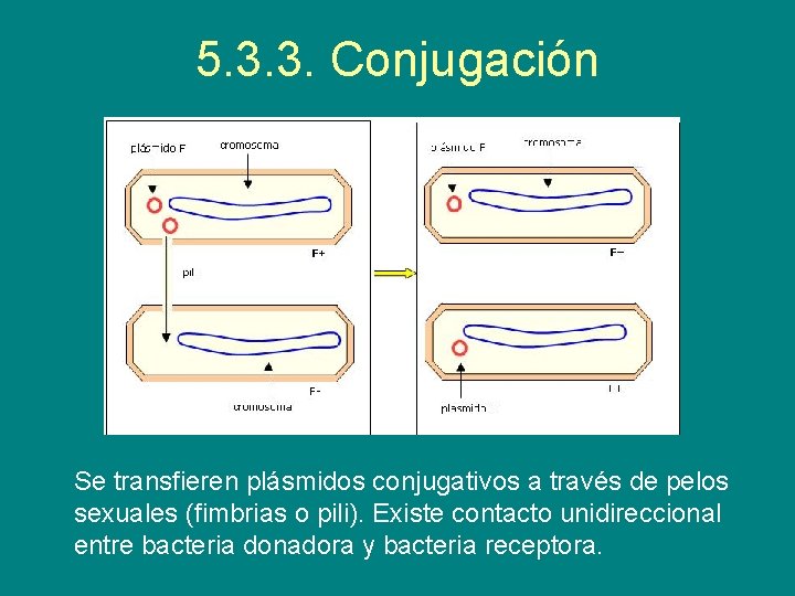 5. 3. 3. Conjugación Se transfieren plásmidos conjugativos a través de pelos sexuales (fimbrias