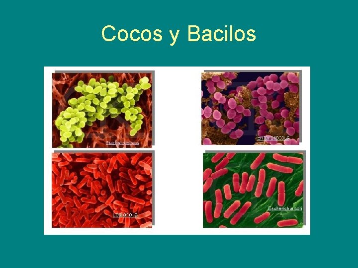 Cocos y Bacilos 