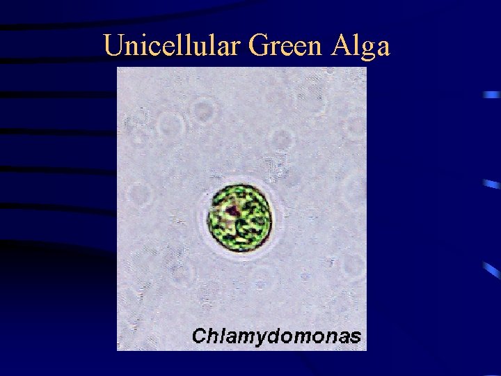 Unicellular Green Alga 