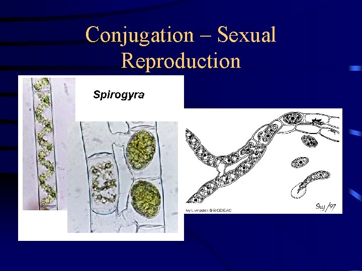 Conjugation – Sexual Reproduction 