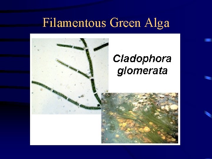 Filamentous Green Alga 