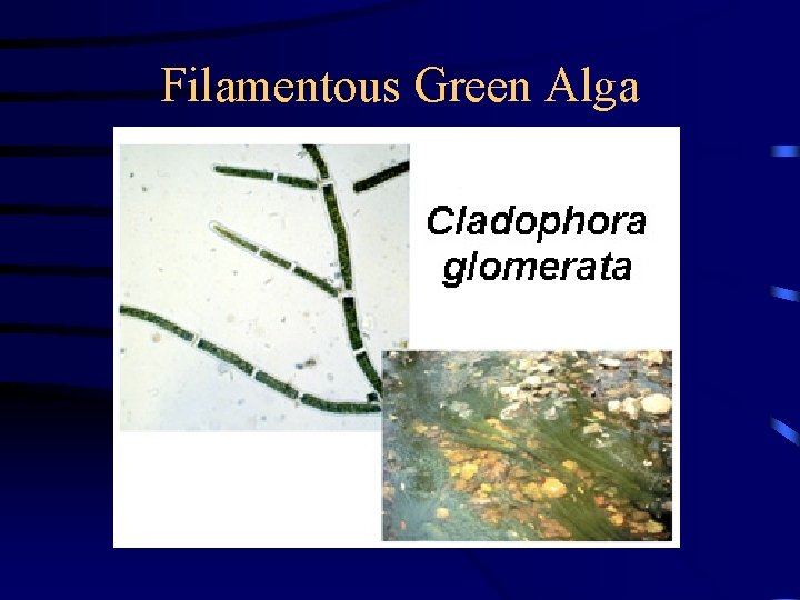 Filamentous Green Alga Filamentous Green Alga