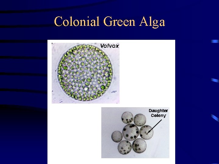 Colonial Green Alga 
