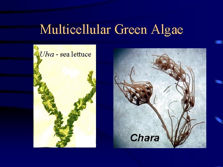 Multicellular Green Algae Ulva - sea lettuce Multicellular Green Algae Ulva - sea lettuce
